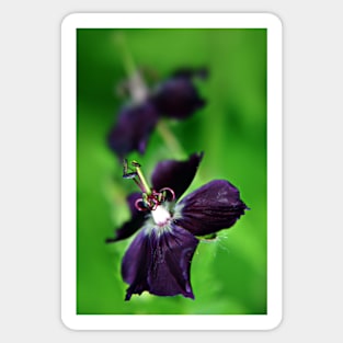 Purple Geranium Phaeum flower Sticker